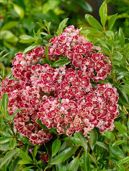 Kalmia latifolia Bullseye