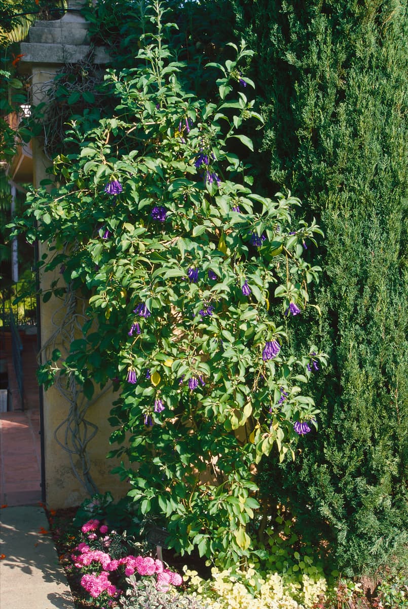 IOCHROMA CYANEUM (I. LANCEOLATUM)