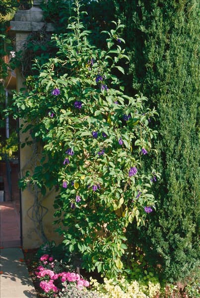 IOCHROMA CYANEUM (I. LANCEOLATUM)