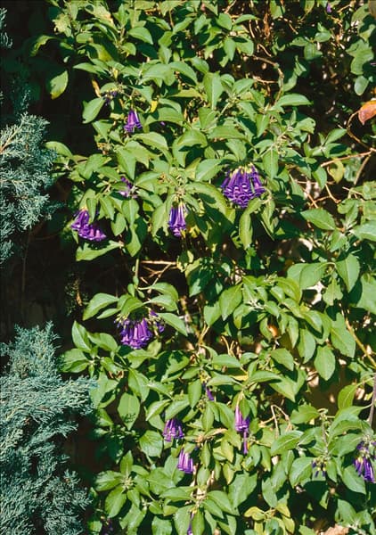 IOCHROMA CYANEUM (I. LANCEOLATUM)