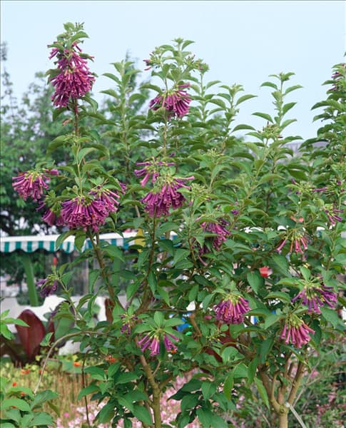IOCHROMA CYANEUM