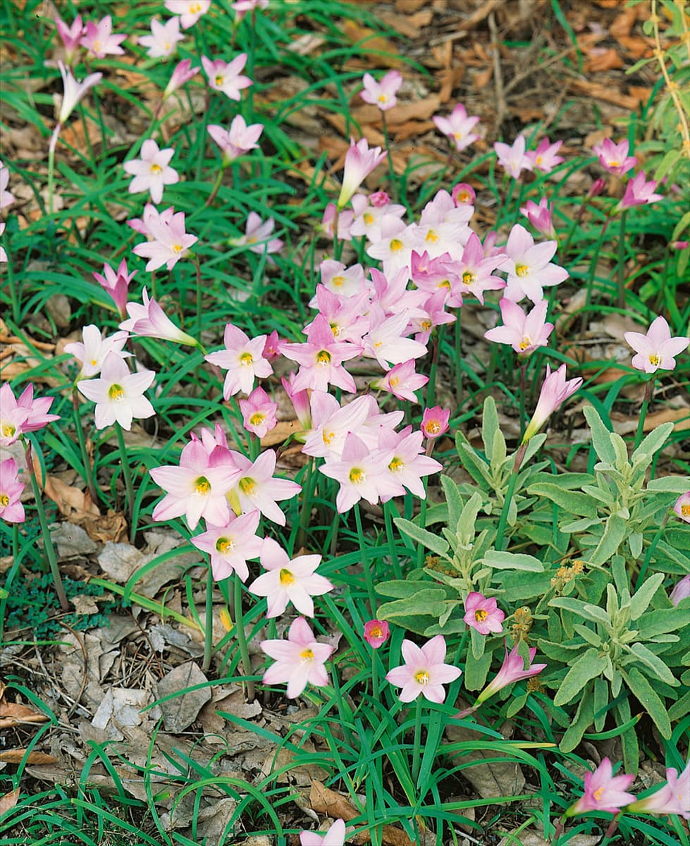 CRINUM X POWELII ROSE