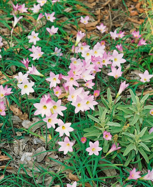 CRINUM X POWELII ROSE