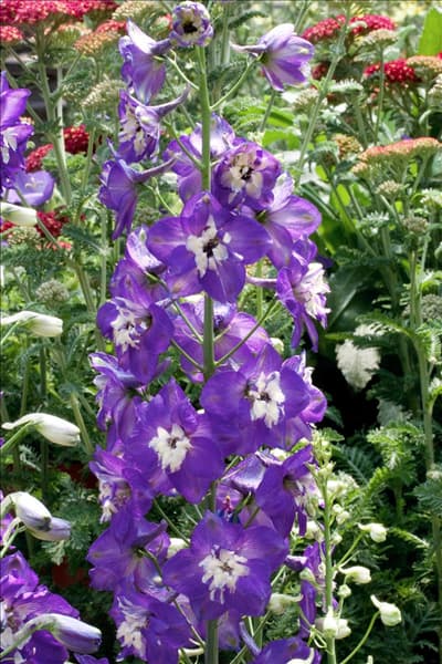 Delphinium Pacific-Grp. King Arthur
