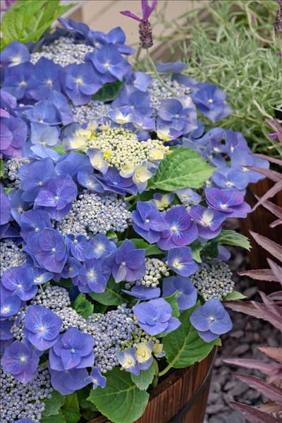 Hydrangea macrophylla Blaumeise