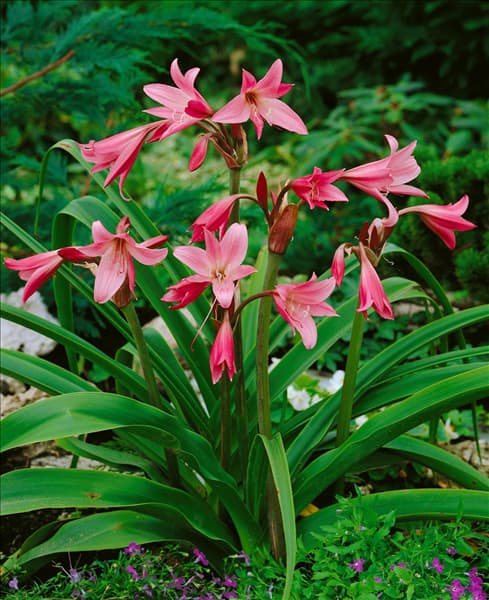 CRINUM X POWELII