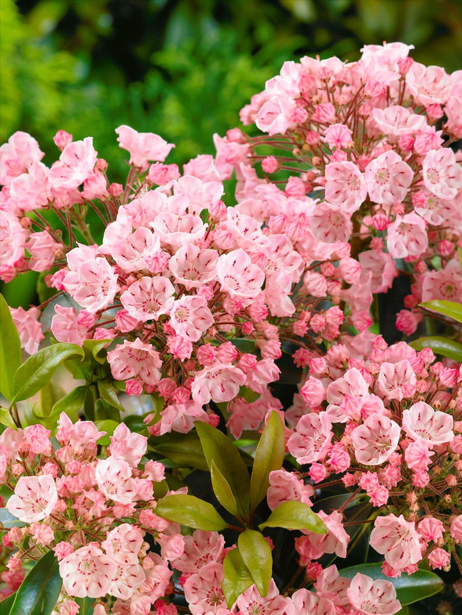 Kalmia latifolia