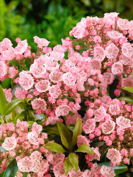 Kalmia latifolia