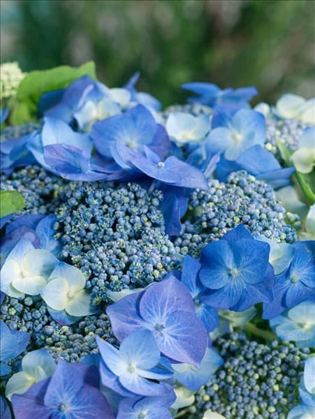 Hydrangea macrophylla Blaumeise