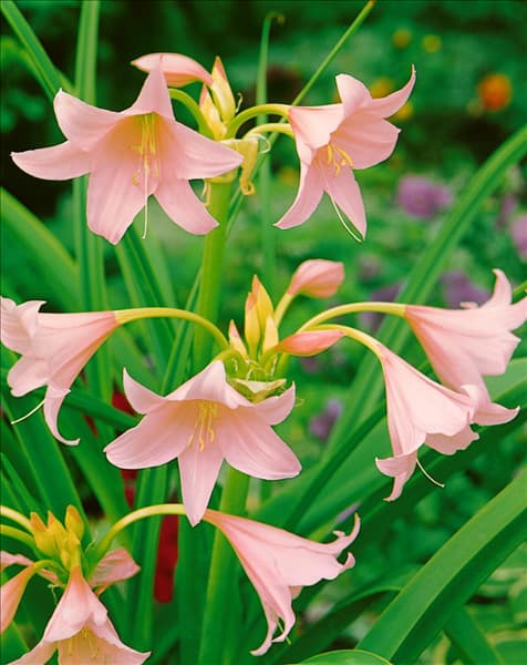 CRINUM X POWELII