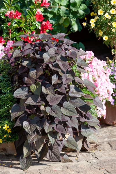 Ipomoea batatas