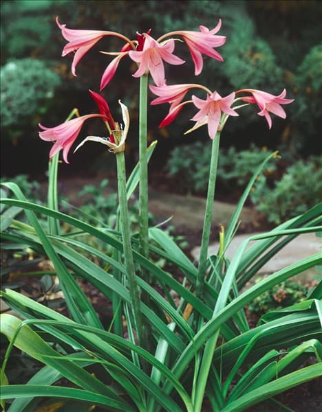 Crinum x powellii