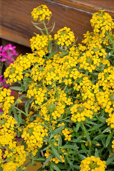 Erysimum Canaries ™ Yellow