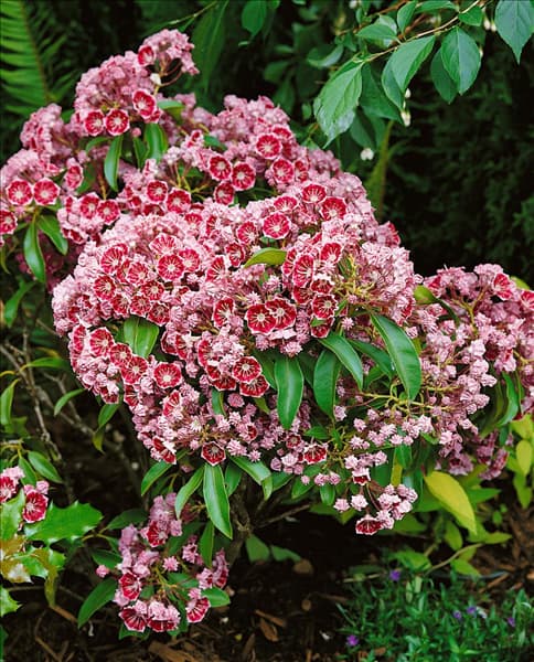 KALMIA LATIFOLIA PINWHEEL