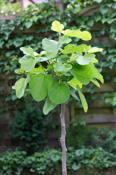 Ficus carica Kadota