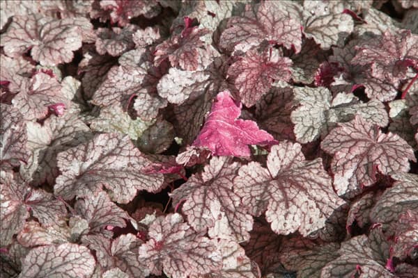 Heuchera Plum Pudding