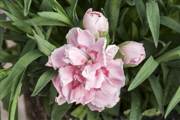 Dianthus