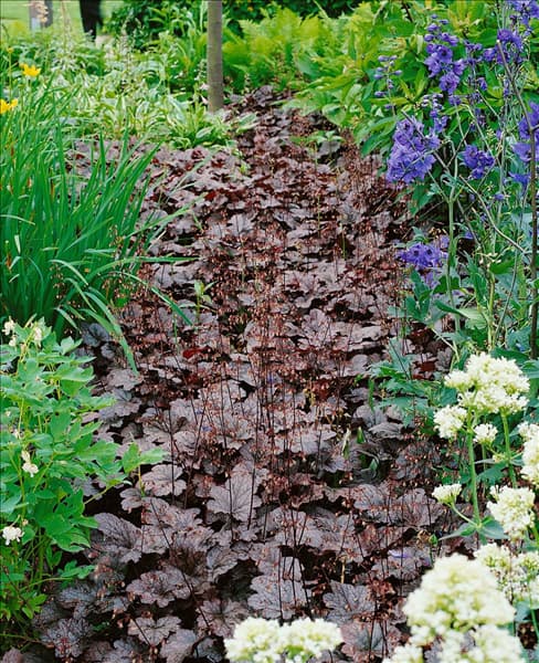 Heuchera Plum Pudding