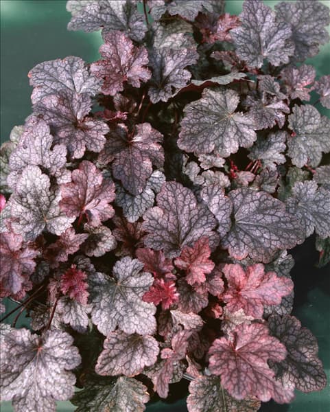 Heuchera Plum Pudding