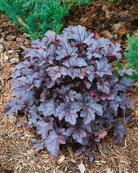 Heuchera Plum Pudding