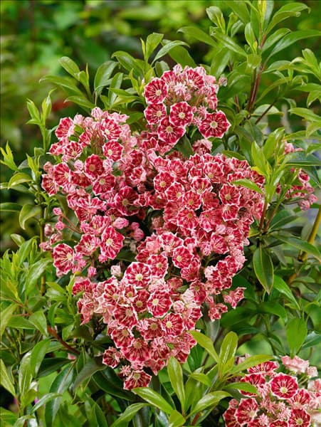 Kalmia latifolia Caroussel