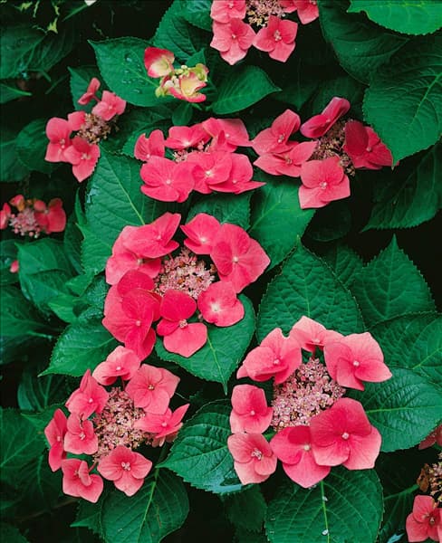 Hydrangea macrophylla Rotkehlchen
