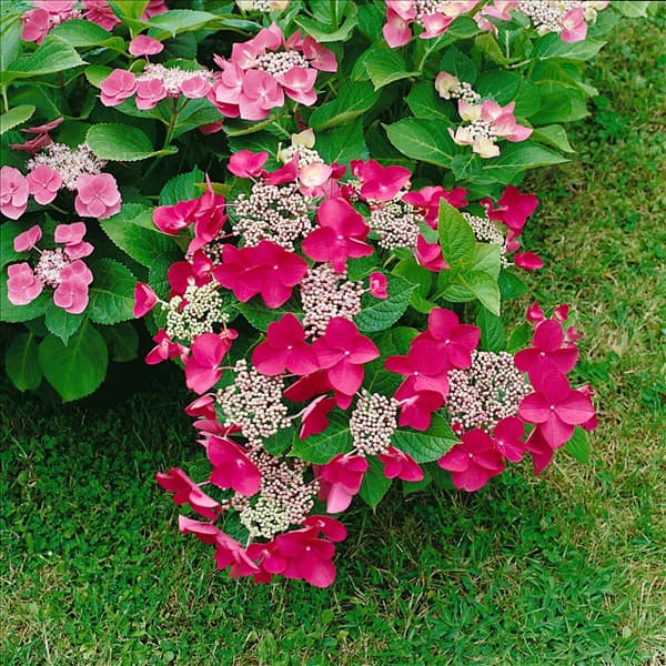 Hydrangea macrophylla Rotkehlchen