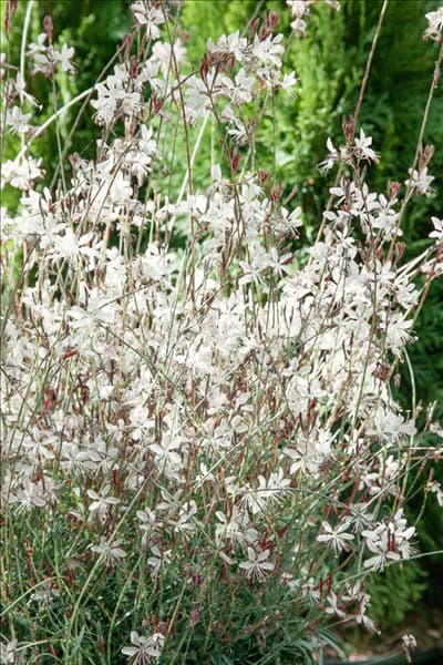Gaura lindheimeri Belleza™ White Evolution