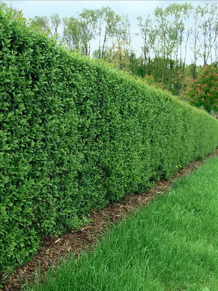 Ligustrum vulgare