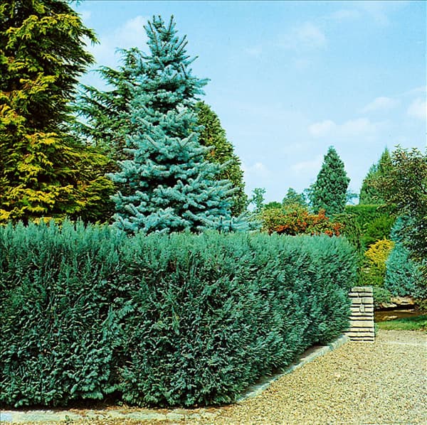 Chamaecyparis lawsoniana Alumii