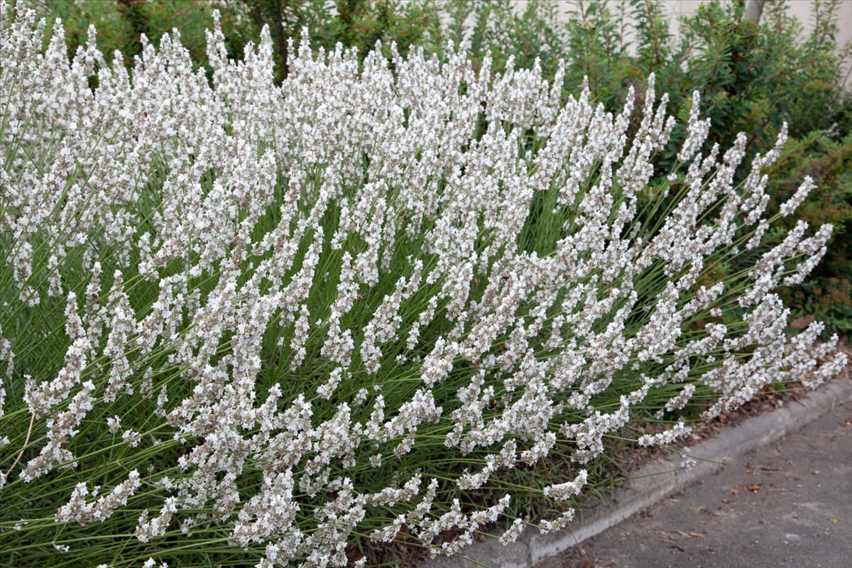Lavandula x intermedia Edelweiss