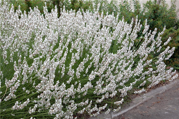 Lavandula x intermedia Edelweiss
