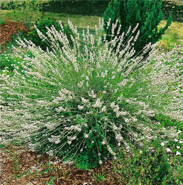 Lavandula x intermedia Edelweiss