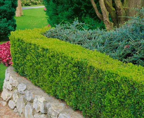 Buxus buxifolius