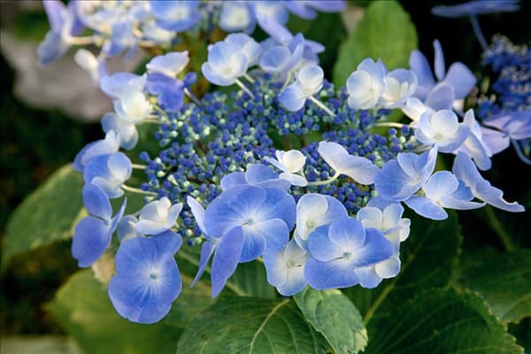 Hydrangea macrophylla Bläuling
