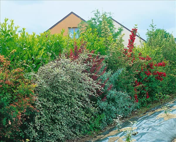 BLÜTENHECKE FLOWER HEDGE