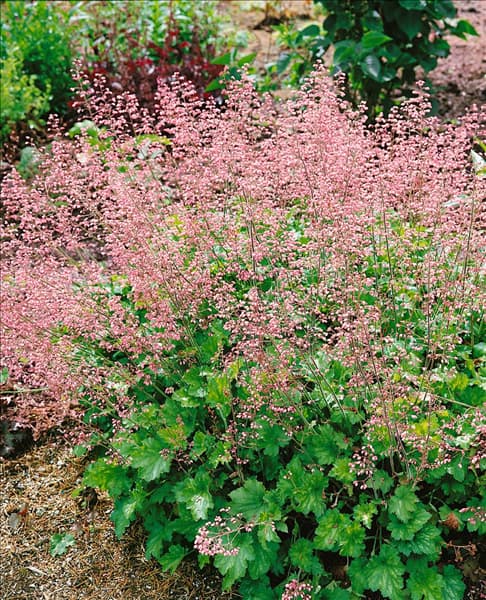 Heuchera Strawberry Swirl