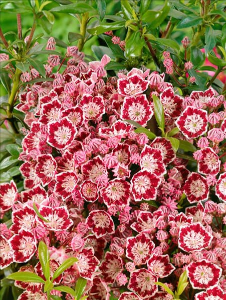 Kalmia latifolia Minuet