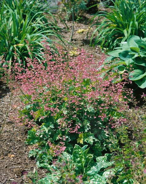 Heuchera Strawberry Swirl
