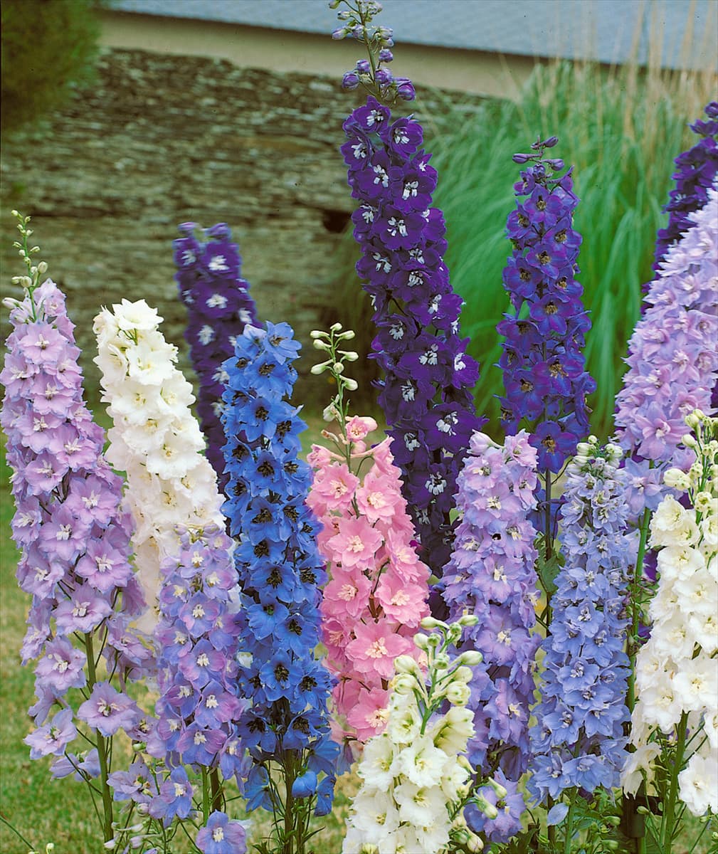 DELPHINIUM PACIFIC MIXED