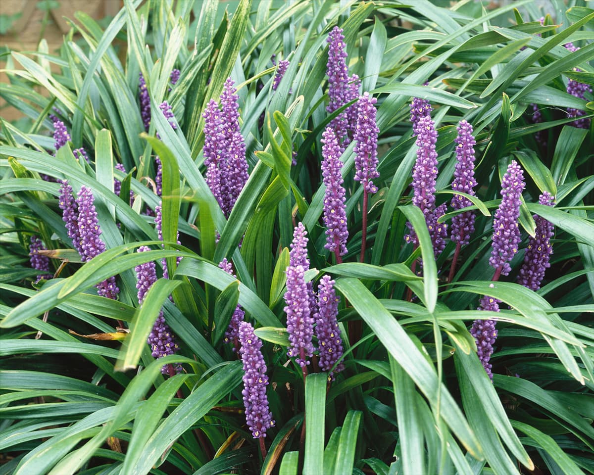 Liriope muscari