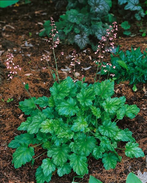 Heuchera Strawberry Swirl