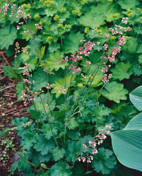 Heuchera Strawberry Swirl