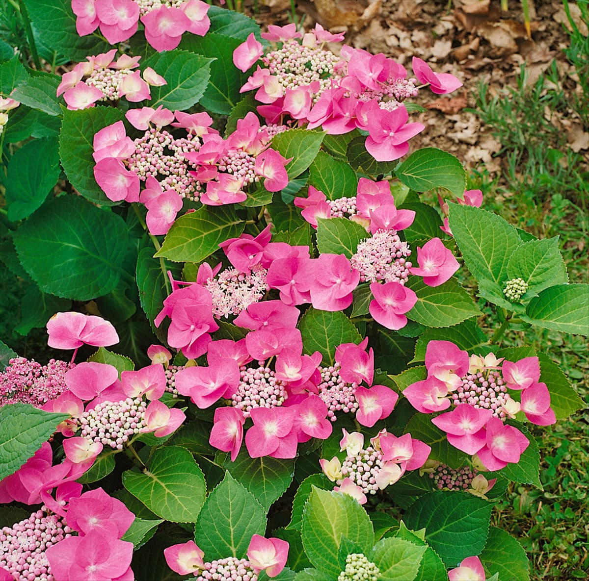 HYDRANGEA MACROPHYLLA TELLER ROSE