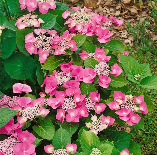 HYDRANGEA MACROPHYLLA TELLER ROSE