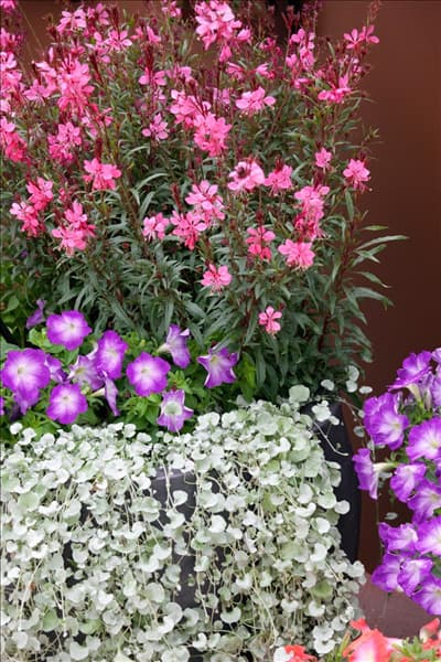 Sommerblumen Mischung