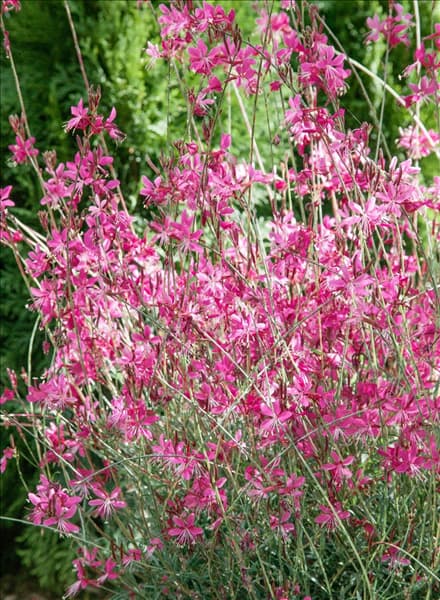 Gaura lindheimeri Belleza™ Dark Pink