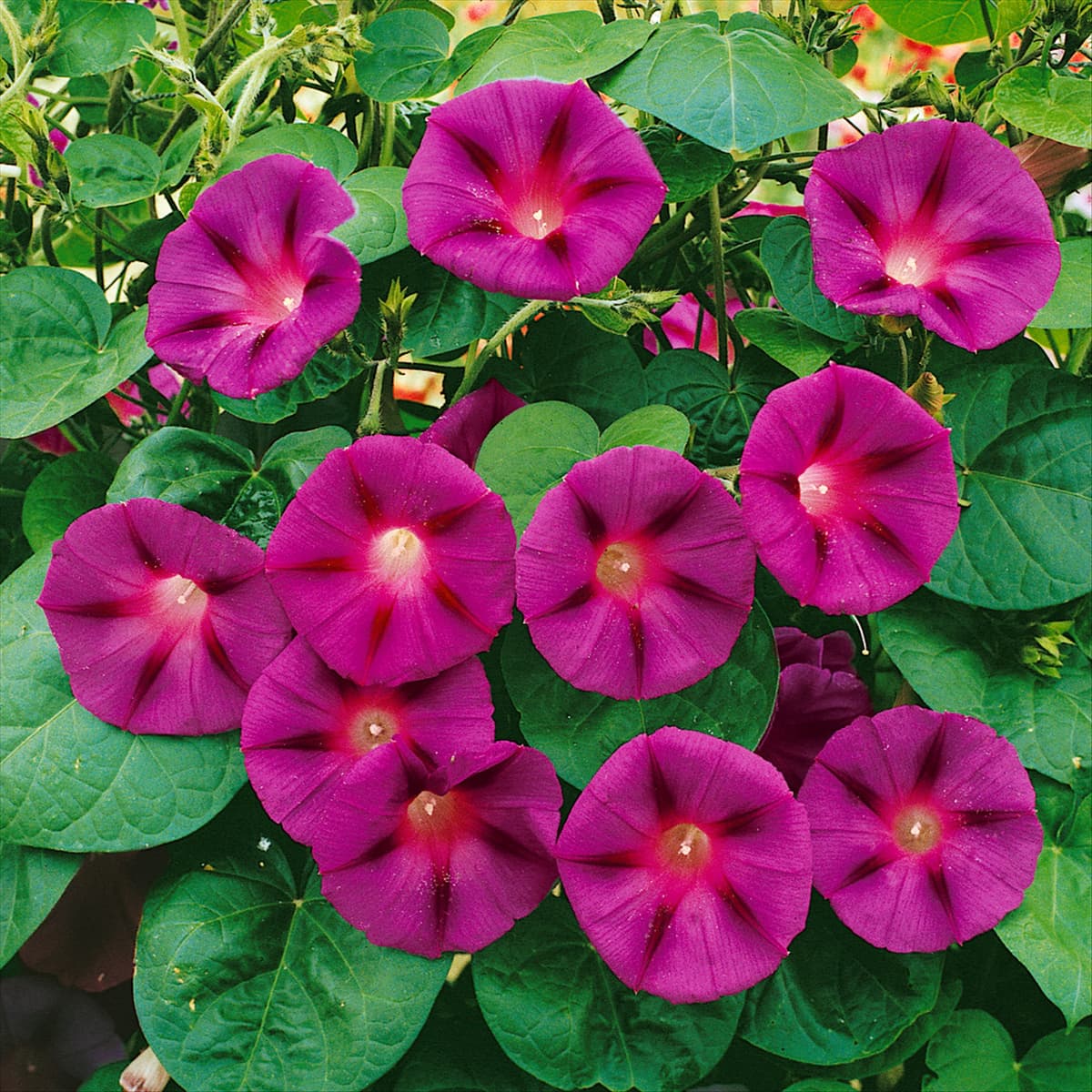 Pharbitis purpurea (Ipomoea purpurea)