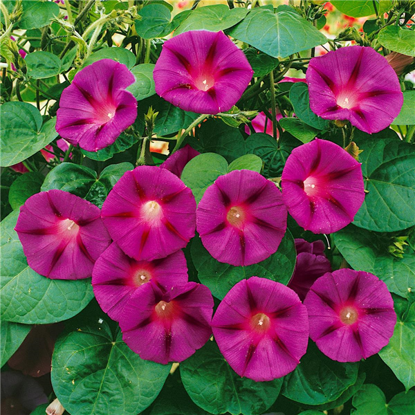 Ipomoea purpurea 'Morning Star'