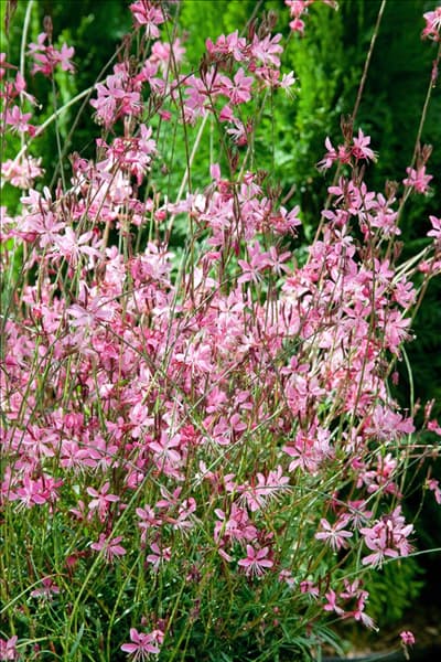 Gaura lindheimerii Belleza Dash Pink